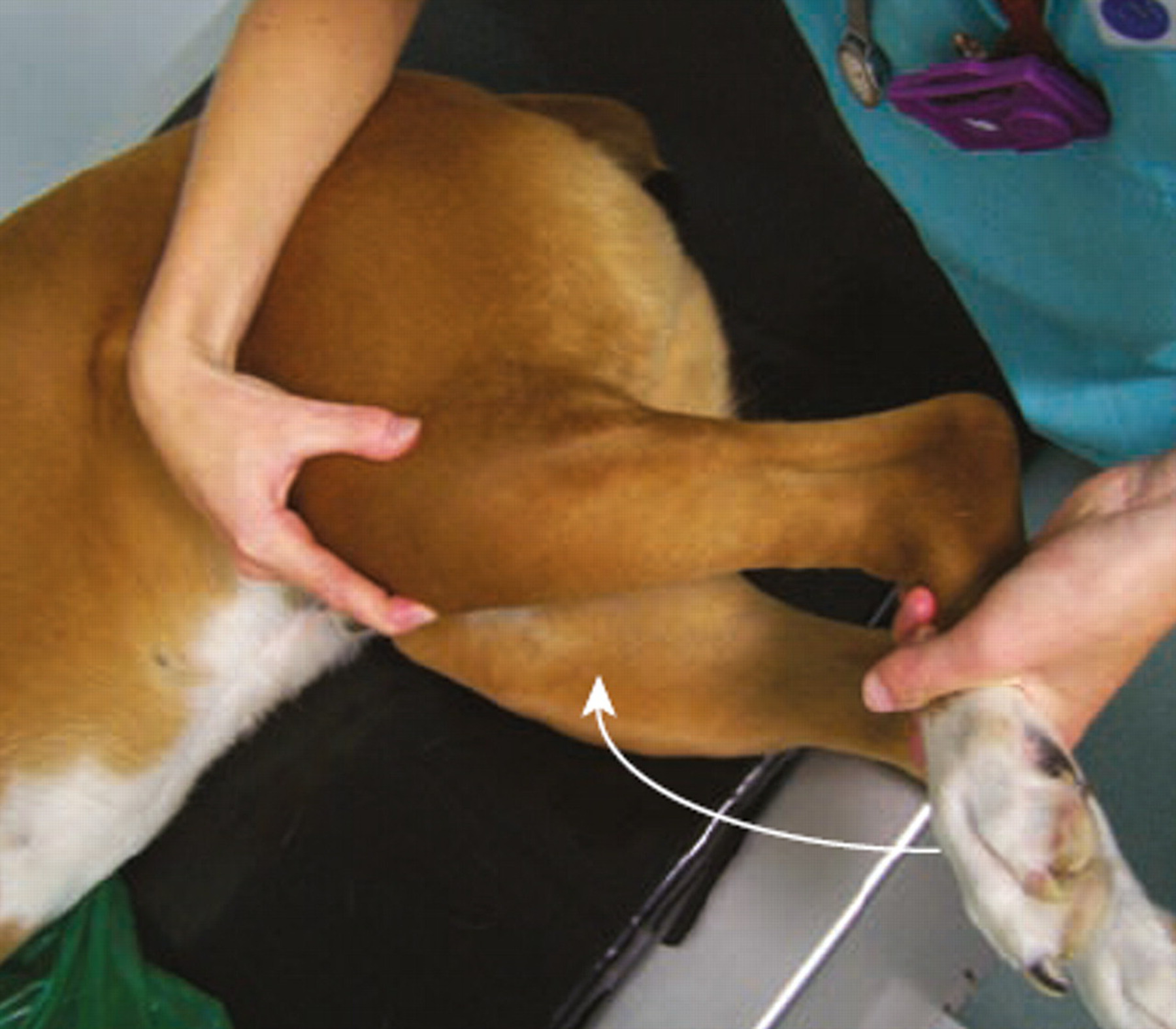 Meniscal Tears in Dogs With Cranial Cruciate Ligament Rupture: Clinical Implications for Practitioners